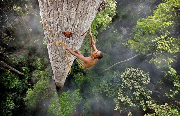 Bayaka Tribesman // Extreme Honey Collecting