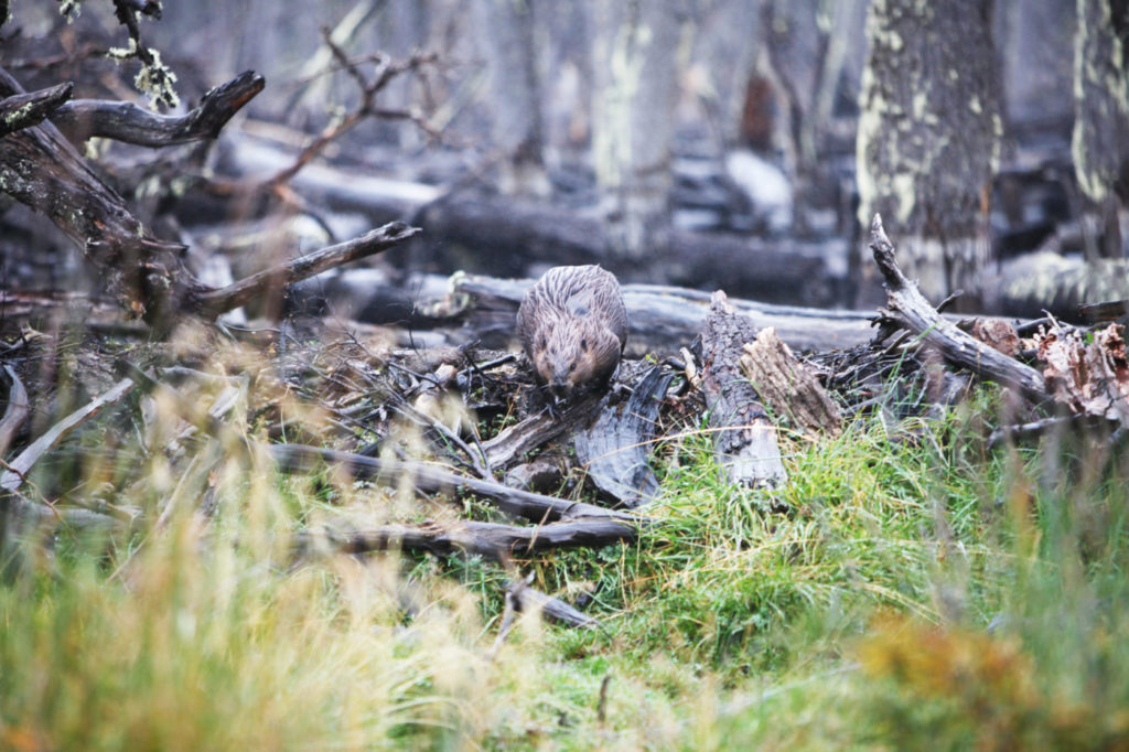 patagonia-beaver-1024x682